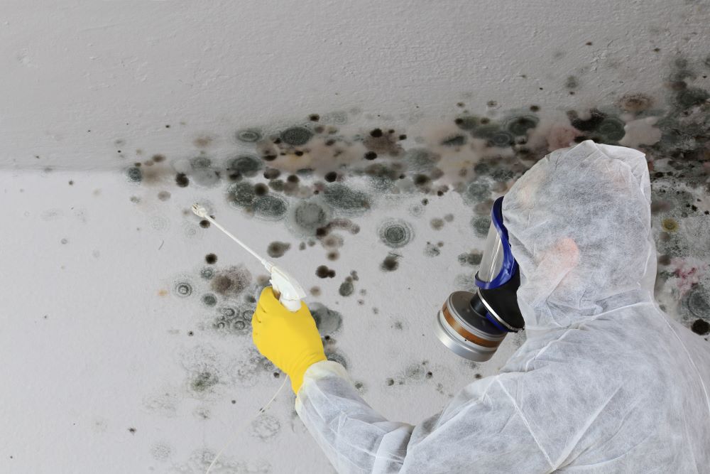 A Man removing Mold fungus with respirator mask