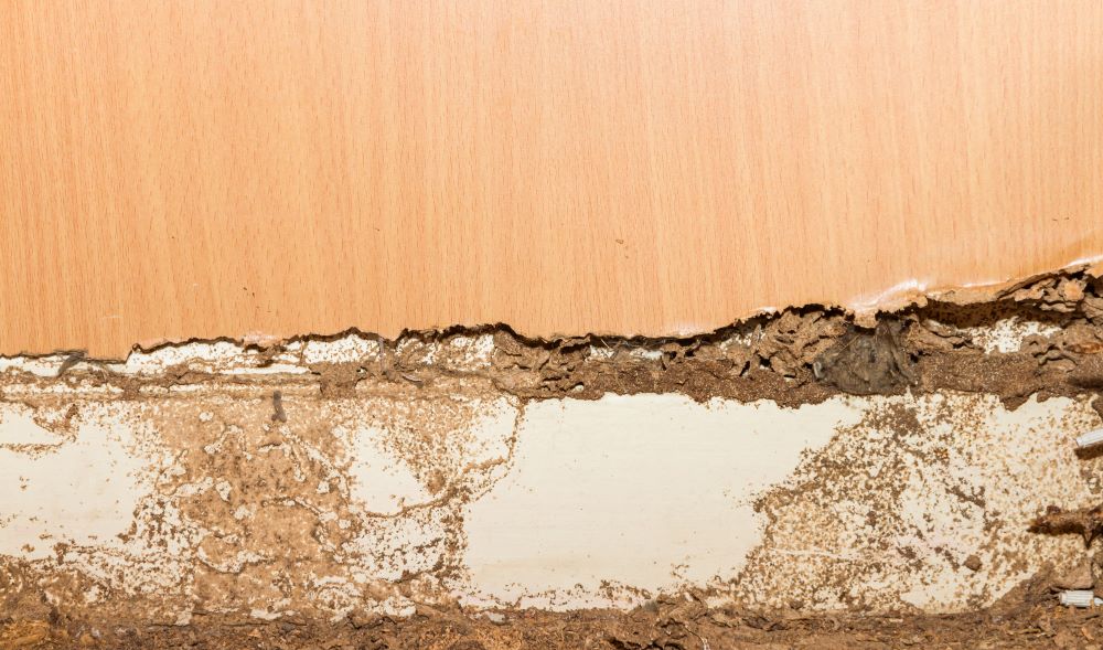 Traces of termites on old wood background