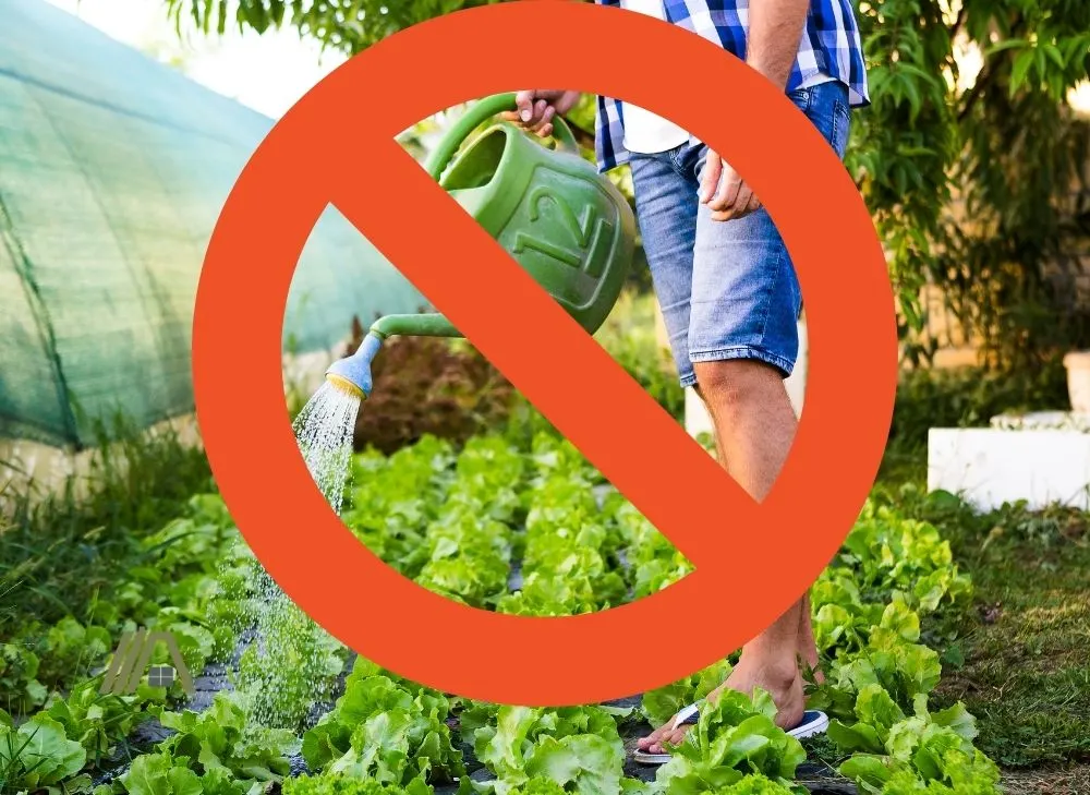 avoid watering plants that you are planning to eat 