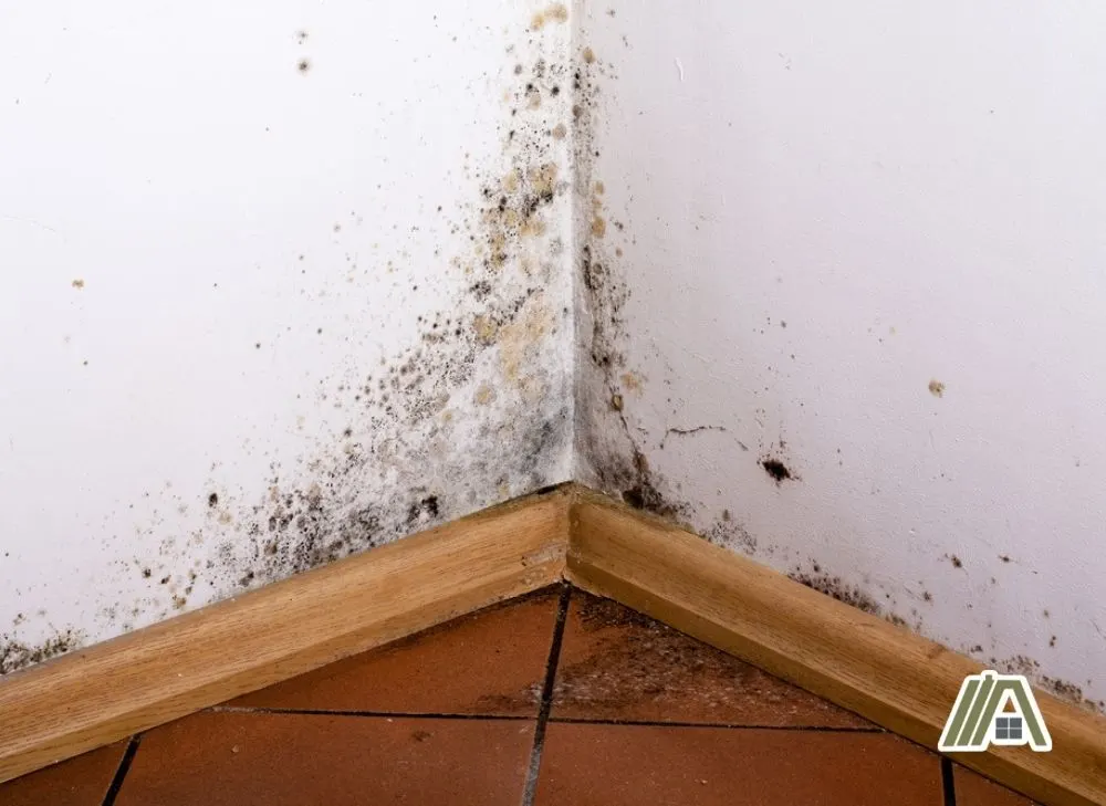 Mold on the corner of white walls