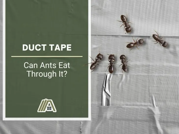 Duct Tape _ Can Ants Eat Through It
