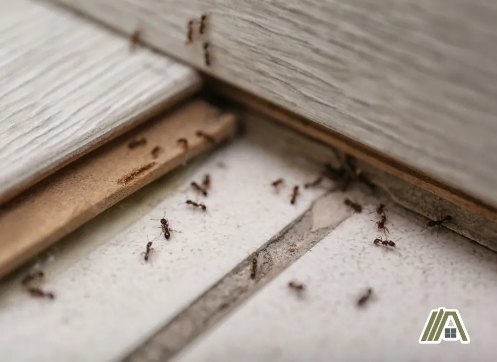 Ants on floor tiles