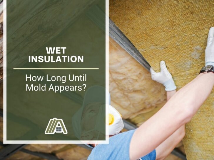 Wet Insulation _ How Long Until Mold Appears.jpg