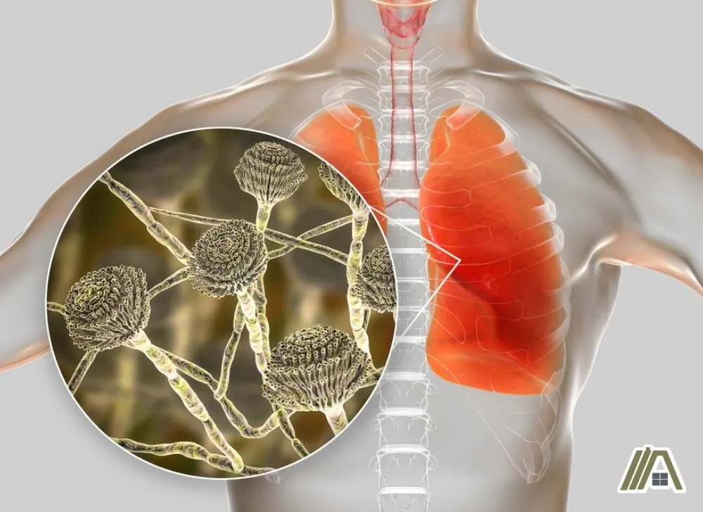 Aspergillus allergenic molds affecting lungs