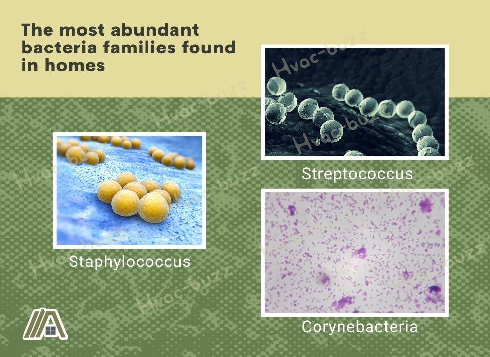 The most abundant bacteria families found in homes, streptococcus,  staphylococcus and corynebacteria