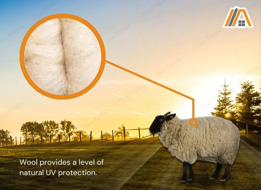 Wool from sheep provides a level of natural UV protection
