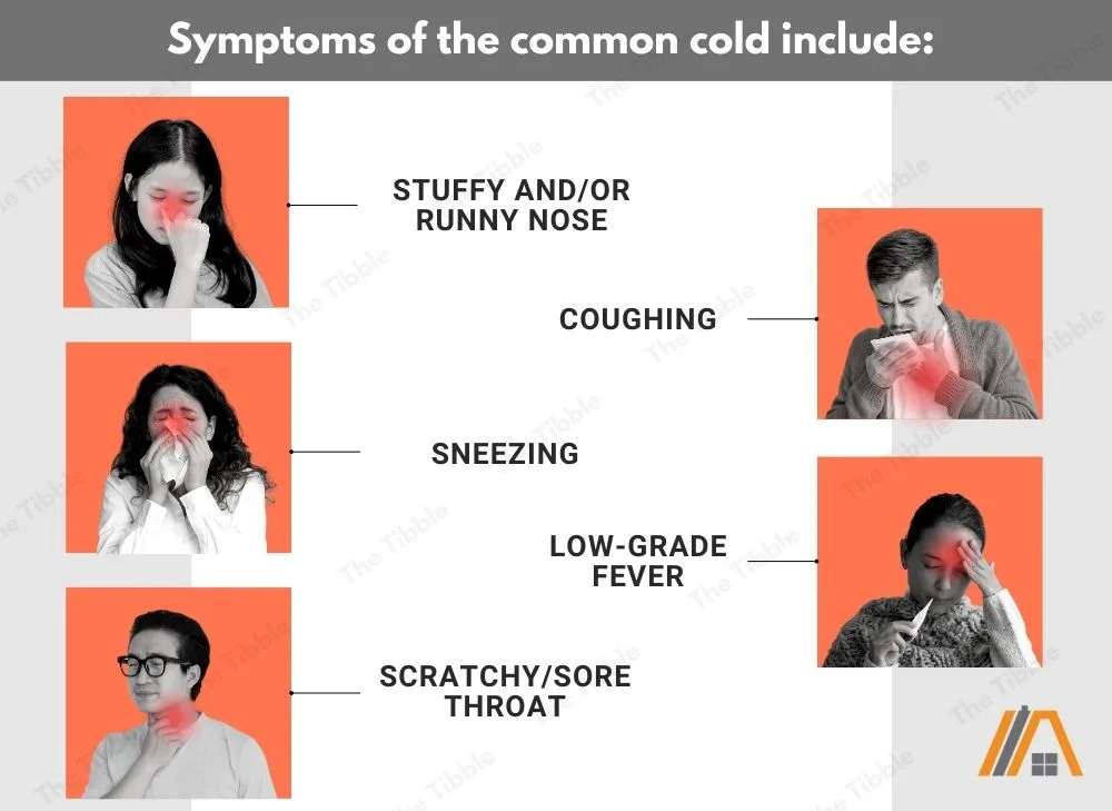 Symptoms of the common cold infographic